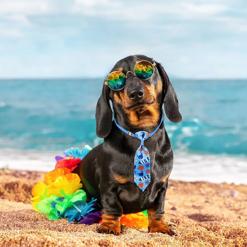 50 Uds. Corbatas para el cuida - Pet Supplies Coupon reseña y precio